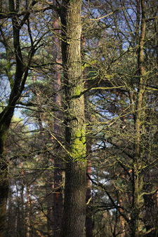 kl_NM_2014-03-22_17-41-33__IMG_6658_Canon_EOS_5D_Mark_III.JPG